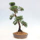 Vonkajšie bonsai - Juniperus chinensis Kishu -Jalovec čínsky - 2/4