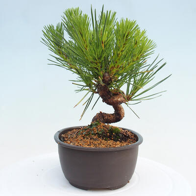 Vonkajší bonsai - Pinus thunbergii - Borovica thunbergova - 2