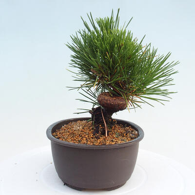 Vonkajší bonsai - Pinus thunbergii - Borovica thunbergova - 2