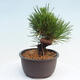 Vonkajší bonsai - Pinus thunbergii - Borovica thunbergova - 2/4