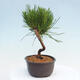 Vonkajší bonsai - Pinus thunbergii - Borovica thunbergova - 2/4