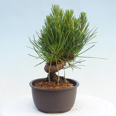 Vonkajší bonsai - Pinus thunbergii - Borovica thunbergova - 2