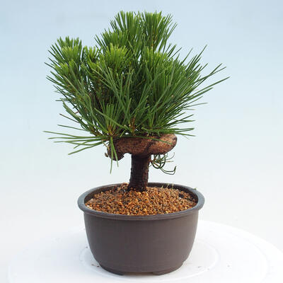 Vonkajší bonsai - Pinus thunbergii - Borovica thunbergova - 2