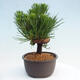 Vonkajší bonsai - Pinus thunbergii - Borovica thunbergova - 2/4