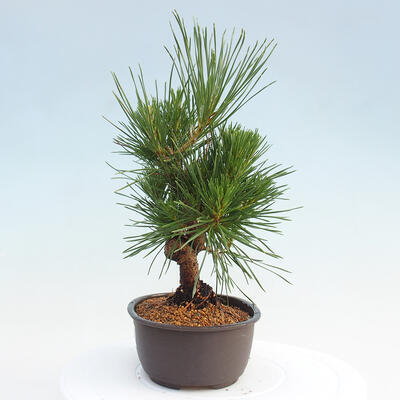 Vonkajší bonsai - Pinus thunbergii - Borovica thunbergova - 2