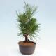 Vonkajší bonsai - Pinus thunbergii - Borovica thunbergova - 2/4