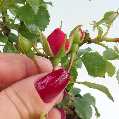 Vonkajší bonsai - Rosa sp. - malokvetá ruža - 2