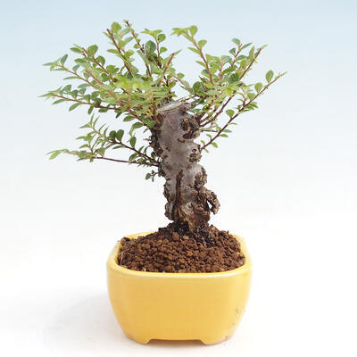 Vonkajšie bonsai - Zelkova - Zelkova NIRE - 2