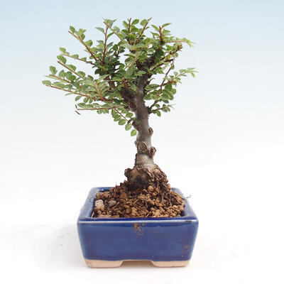 Vonkajšie bonsai - Zelkova - Zelkova NIRE - 2