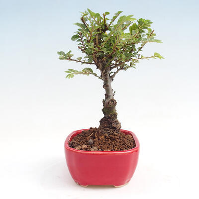 Vonkajšie bonsai - Zelkova - Zelkova NIRE - 2