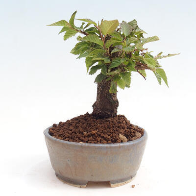 Vonkajší bonsai -Carpinus CARPINOIDES - Hrab kórejský - 2