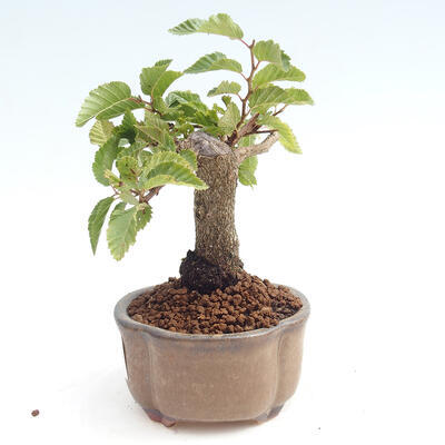 Vonkajší bonsai -Carpinus CARPINOIDES - Hrab kórejský - 2