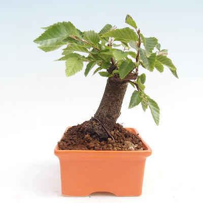 Vonkajší bonsai -Carpinus CARPINOIDES - Hrab kórejský - 2