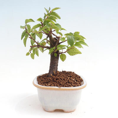 Vonkajší bonsai -Carpinus CARPINOIDES - Hrab kórejský - 2