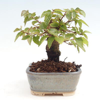 Vonkajší bonsai -Carpinus CARPINOIDES - Hrab kórejský - 2