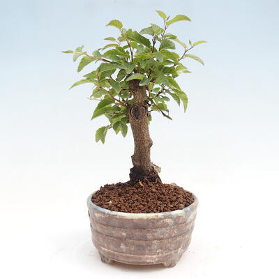 Vonkajší bonsai -Carpinus CARPINOIDES - Hrab kórejský - 2