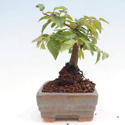 Vonkajší bonsai -Carpinus CARPINOIDES - Hrab kórejský - 2