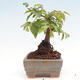 Vonkajší bonsai -Carpinus CARPINOIDES - Hrab kórejský - 2/4