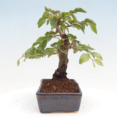 Vonkajší bonsai -Carpinus CARPINOIDES - Hrab kórejský - 2