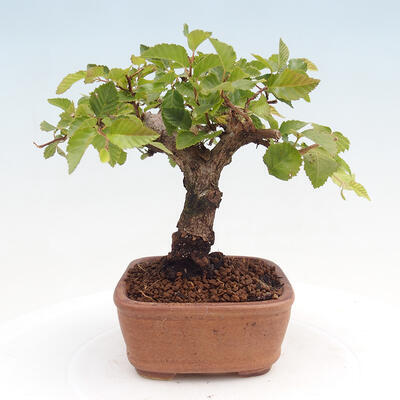 Vonkajší bonsai -Carpinus CARPINOIDES - Hrab kórejský - 2