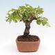 Vonkajší bonsai -Carpinus CARPINOIDES - Hrab kórejský - 2/4