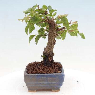 Vonkajší bonsai -Carpinus CARPINOIDES - Hrab kórejský - 2