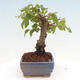 Vonkajší bonsai -Carpinus CARPINOIDES - Hrab kórejský - 2/4