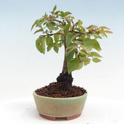 Vonkajší bonsai -Carpinus CARPINOIDES - Hrab kórejský - 2