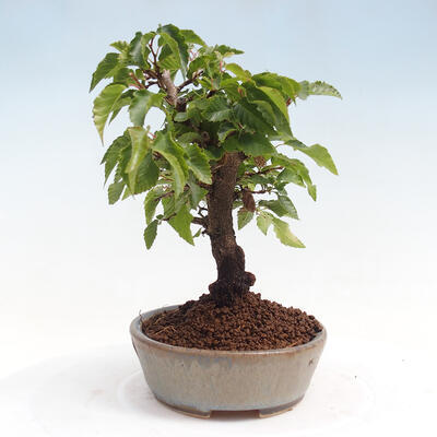 Vonkajší bonsai -Carpinus CARPINOIDES - Hrab kórejský - 2