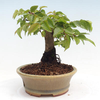 Vonkajší bonsai -Carpinus CARPINOIDES - Hrab kórejský - 2