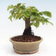 Vonkajší bonsai -Carpinus CARPINOIDES - Hrab kórejský - 2/4