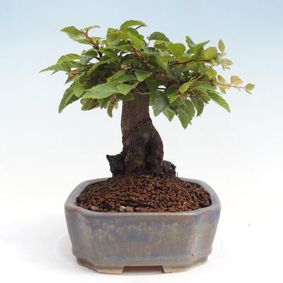 Vonkajší bonsai -Carpinus CARPINOIDES - Hrab kórejský - 2