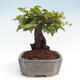 Vonkajší bonsai -Carpinus CARPINOIDES - Hrab kórejský - 2/4