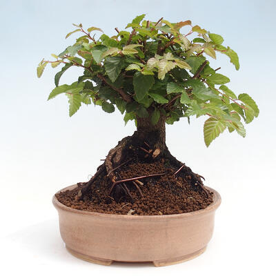 Vonkajší bonsai -Carpinus CARPINOIDES - Hrab kórejský - 2