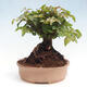 Vonkajší bonsai -Carpinus CARPINOIDES - Hrab kórejský - 2/4