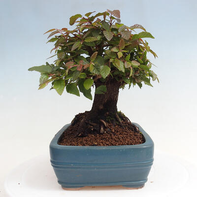 Vonkajší bonsai -Carpinus CARPINOIDES - Hrab kórejský - 2