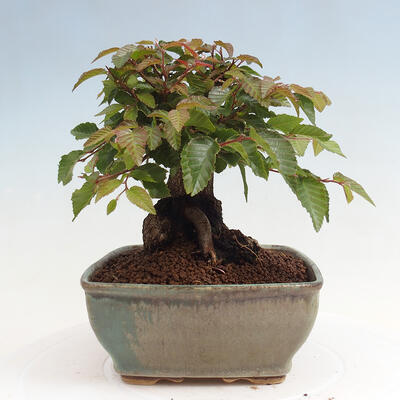 Vonkajší bonsai -Carpinus CARPINOIDES - Hrab kórejský - 2