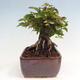 Vonkajší bonsai -Carpinus CARPINOIDES - Hrab kórejský - 2/4