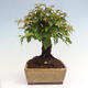 Vonkajší bonsai -Carpinus CARPINOIDES - Hrab kórejský - 2/4