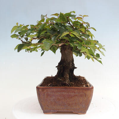 Vonkajší bonsai -Carpinus CARPINOIDES - Hrab kórejský - 2