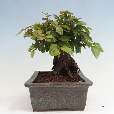 Vonkajší bonsai -Carpinus CARPINOIDES - Hrab kórejský - 2