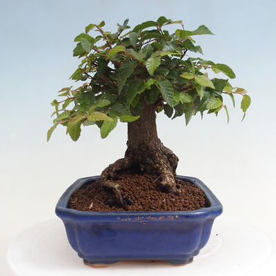 Vonkajší bonsai -Carpinus CARPINOIDES - Hrab kórejský - 2