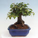 Vonkajší bonsai -Carpinus CARPINOIDES - Hrab kórejský - 2/4