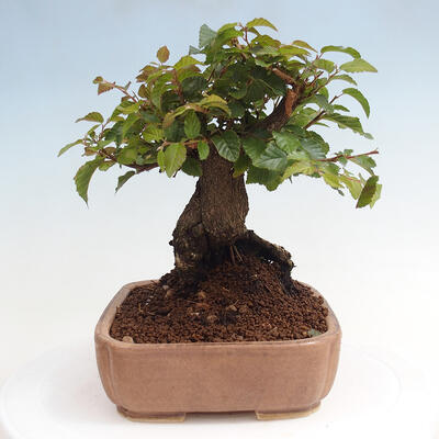 Vonkajší bonsai -Carpinus CARPINOIDES - Hrab kórejský - 2