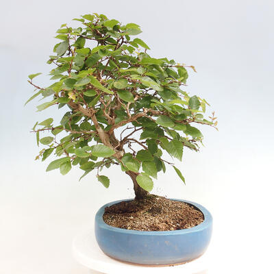 Vonkajší bonsai -Carpinus CARPINOIDES - Hrab kórejský - 2