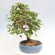 Vonkajší bonsai -Carpinus CARPINOIDES - Hrab kórejský - 2/4