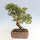 Vonkajší bonsai -Carpinus CARPINOIDES - Hrab kórejský - 2/4