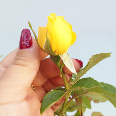 Vonkajší bonsai - Rosa sp. - malokvetá ruža - 2