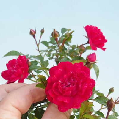 Vonkajší bonsai - Rosa sp. - malokvetá ruža - 2