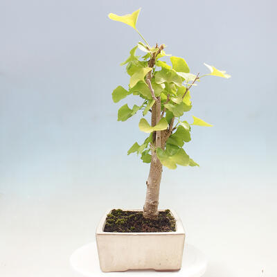 Vonkajší bonsai - Jinan dvojlaločný - Ginkgo biloba - 2